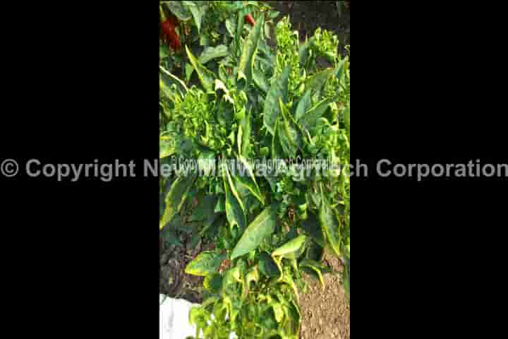 virucidal effect of tusli on leaf curl virus in plants in india